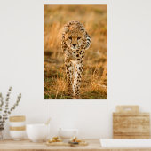 Cheetah (Acinonyx Jubatus) Portrait, Maasai Poster (Keuken)