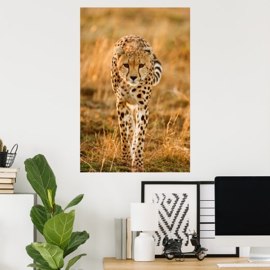 Cheetah (Acinonyx Jubatus) Portrait, Maasai Poster (Thuiskantoor)