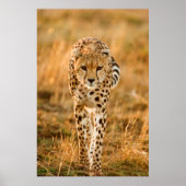 Cheetah (Acinonyx Jubatus) Portrait, Maasai Poster (Voorkant)