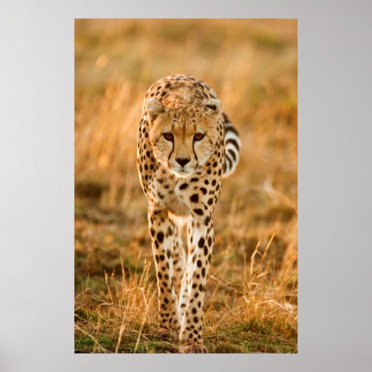 Cheetah (Acinonyx Jubatus) Portrait, Maasai Poster (Voorkant)