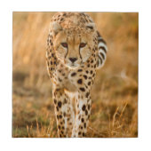 Cheetah (Acinonyx Jubatus) Portrait, Maasai Tegeltje (Voorkant)