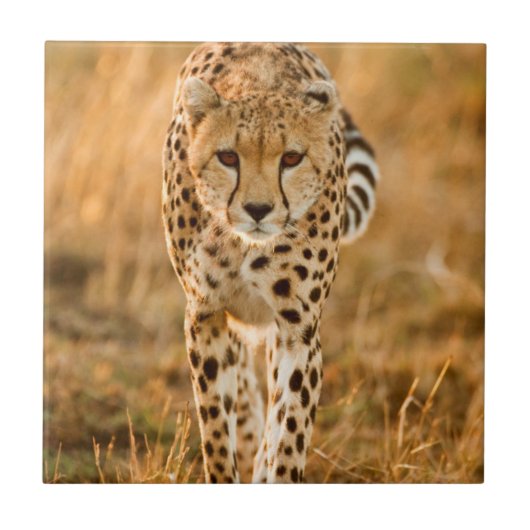 Cheetah (Acinonyx Jubatus) Portrait, Maasai Tegeltje (Voorkant)