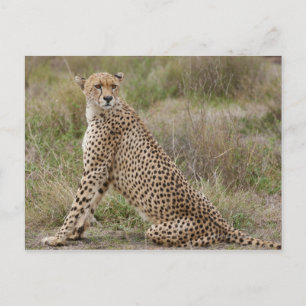 Cheetah, Acinonyx jubatus, Serengeti, Briefkaart