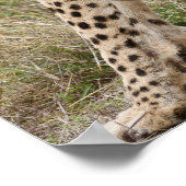 Cheetah, Acinonyx jubatus, Serengeti, Poster (Hoek)