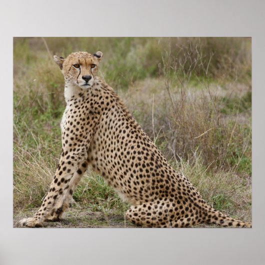Cheetah, Acinonyx jubatus, Serengeti, Poster (Voorkant)
