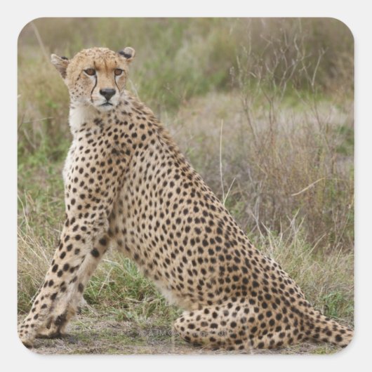 Cheetah, Acinonyx jubatus, Serengeti, Vierkante Sticker (Voorkant)