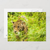 Cheetah Animal Briefkaart (Voorkant / Achterkant)