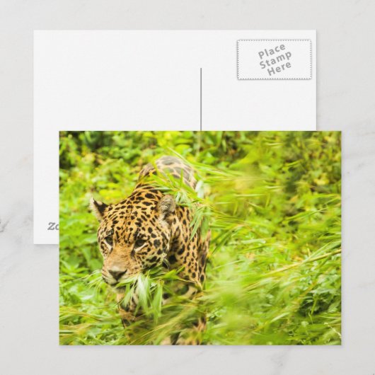 Cheetah Animal Briefkaart (Voorkant / Achterkant)