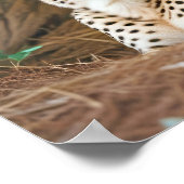 Cheetah Animal Natuur Wildlife Affection Caring Poster (Hoek)