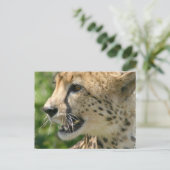 Cheetah Attack Briefkaart (Staand voorkant)