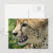 Cheetah Attack Briefkaart (Voorkant / Achterkant)