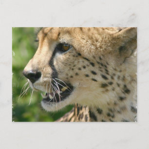 Cheetah Attack Briefkaart