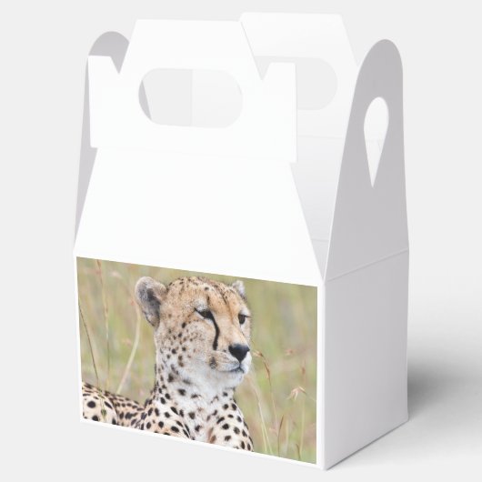 Cheetah Bedankdoosjes (Geopend)