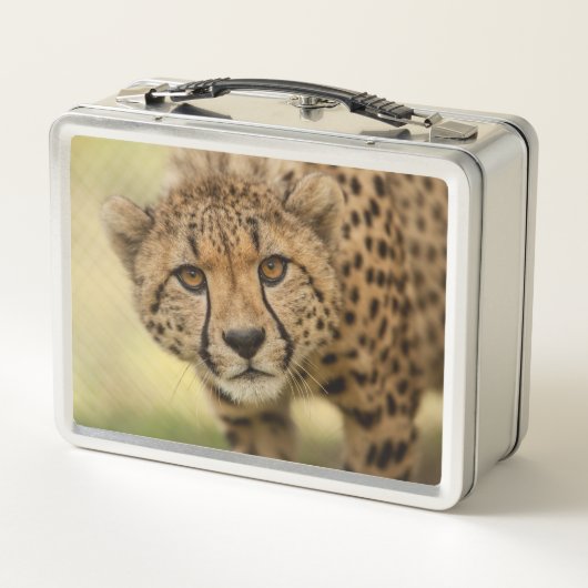 Cheetah - Big Cat (Achterkant)