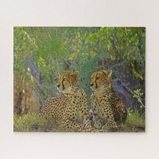 Cheetah Big Cats. Legpuzzel (Horizontaal)