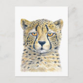 Cheetah Briefkaart (Voorkant)