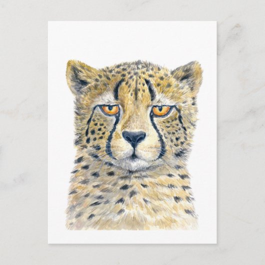 Cheetah Briefkaart (Voorkant)