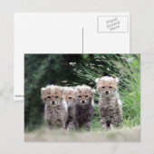 Cheetah Briefkaart (Voorkant / Achterkant)