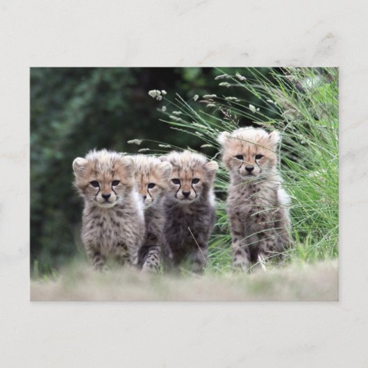 Cheetah Briefkaart (Voorkant)