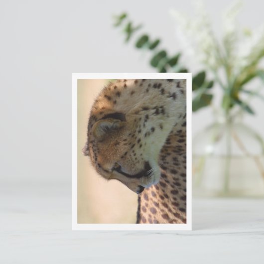 Cheetah Briefkaart (Staand voorkant)