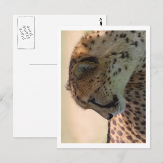 Cheetah Briefkaart (Voorkant / Achterkant)