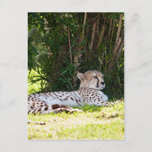 Cheetah Briefkaart