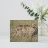 Cheetah Briefkaart (Staand voorkant)
