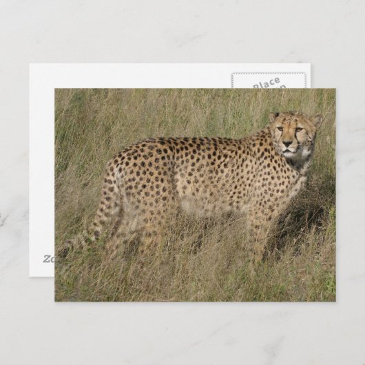 Cheetah Briefkaart (Voorkant / Achterkant)