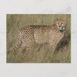Cheetah Briefkaart