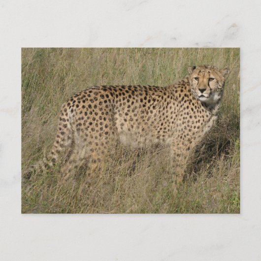 Cheetah Briefkaart (Voorkant)