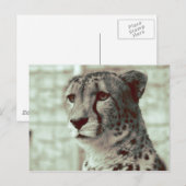 cheetah briefkaart (Voorkant / Achterkant)