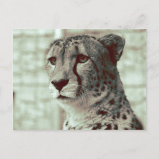 cheetah briefkaart