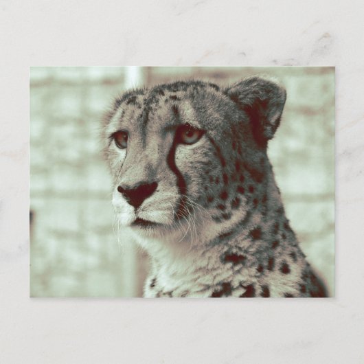 cheetah briefkaart (Voorkant)