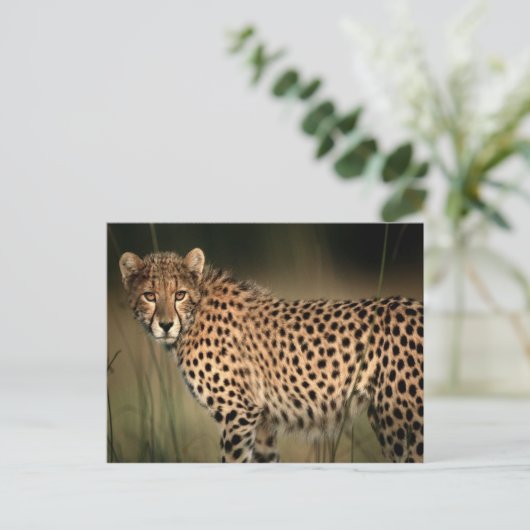 Cheetah Briefkaart (Staand voorkant)