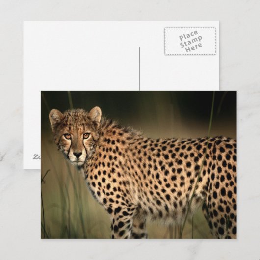 Cheetah Briefkaart (Voorkant / Achterkant)