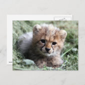 Cheetah Briefkaart (Voorkant / Achterkant)