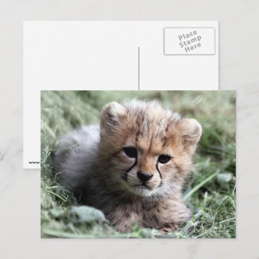Cheetah Briefkaart (Voorkant / Achterkant)