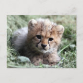 Cheetah Briefkaart (Voorkant)