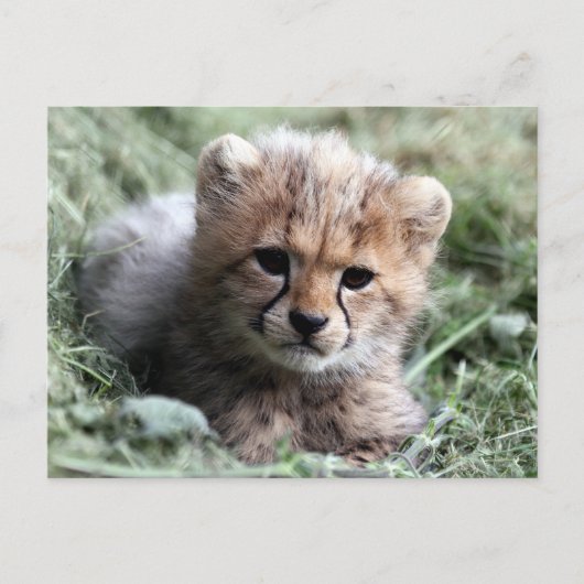 Cheetah Briefkaart (Voorkant)
