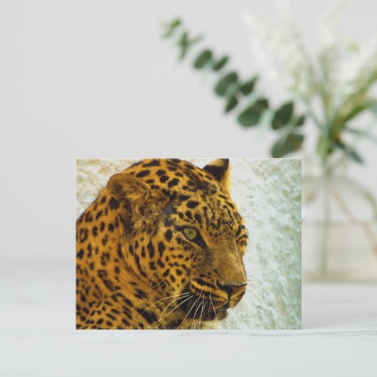 Cheetah Briefkaart (Staand voorkant)