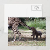 Cheetah Briefkaart (Voorkant / Achterkant)