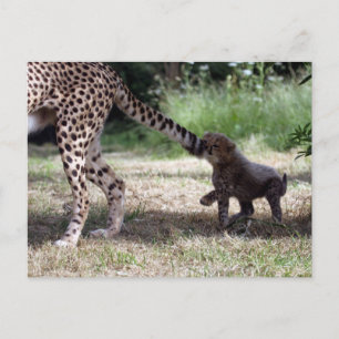 Cheetah Briefkaart