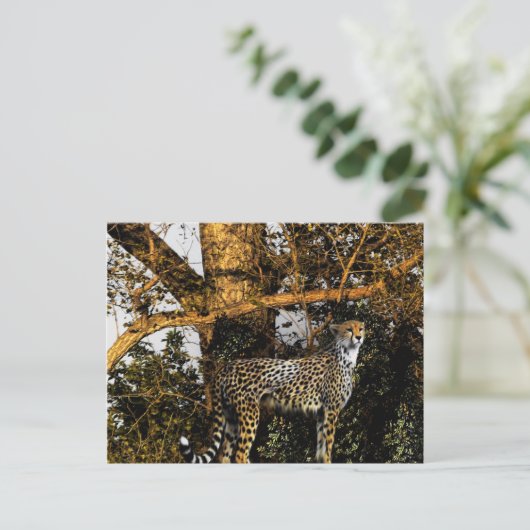 cheetah briefkaart (Staand voorkant)