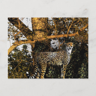 cheetah briefkaart