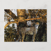 cheetah briefkaart (Voorkant)