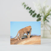 Cheetah Briefkaart (Staand voorkant)
