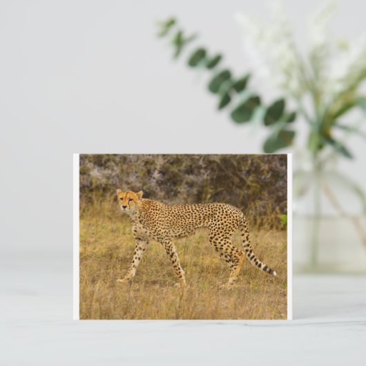 Cheetah briefkaart (Staand voorkant)