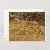 Cheetah briefkaart (Voorkant / Achterkant)