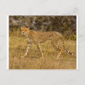 Cheetah briefkaart (Voorkant)