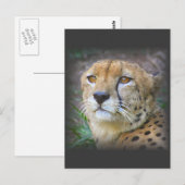 cheetah briefkaart (Voorkant / Achterkant)